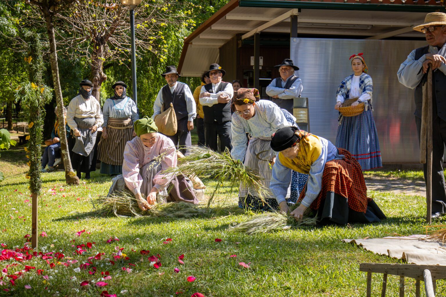 Mealhada assinala Dia dos Moinhos com forte adesão e valorização das tradições locais
