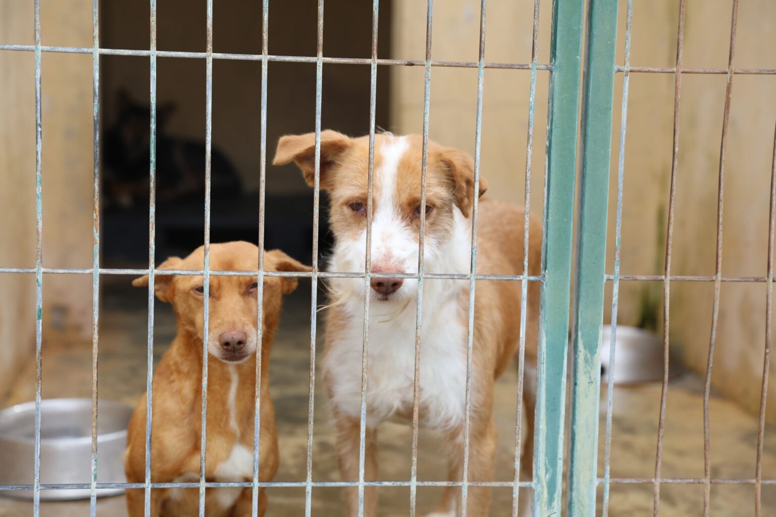 Campanha de apoio à esterilização de animais de companhia decorre em Cantanhede