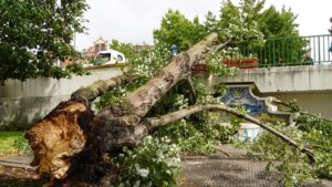 Câmara de Águeda remove árvore junto ao Posto de Turismo por razões de segurança